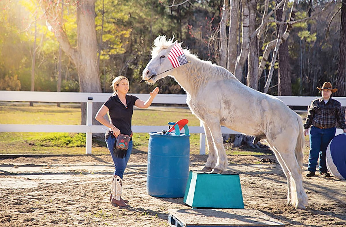 ৩ মিনিটে ঘোড়ার ৩৮ কসরত