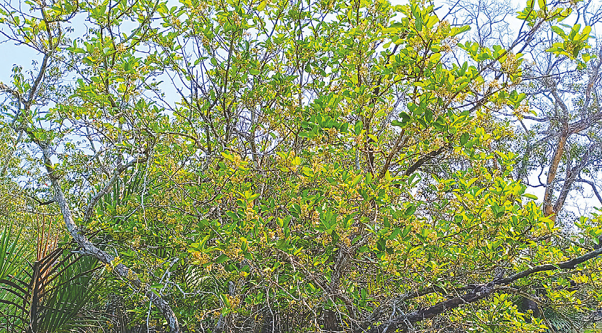 বসন্তে রঙিন সুন্দরবন