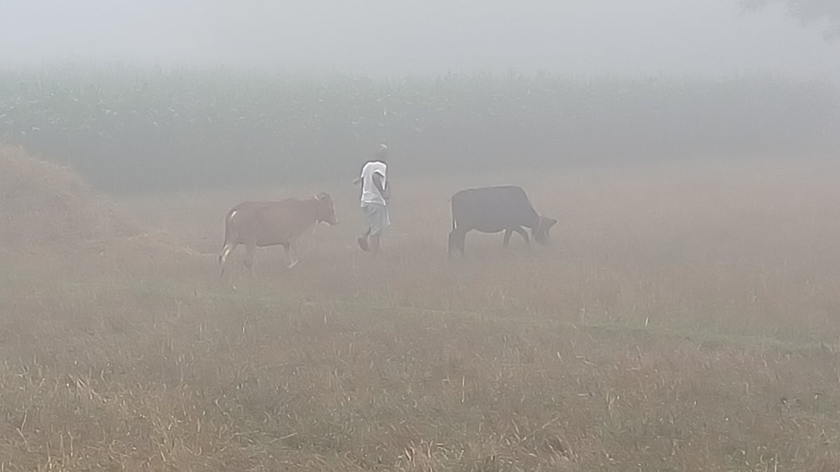 পঞ্চগড়ে চৈত্রেও ঘন কুয়াশা, ‘শিশির’ ঝরলেও ঠান্ডা কম