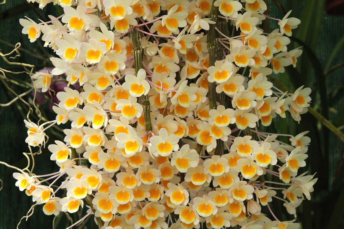 ছবি: সুপ্রিয় চাকমা