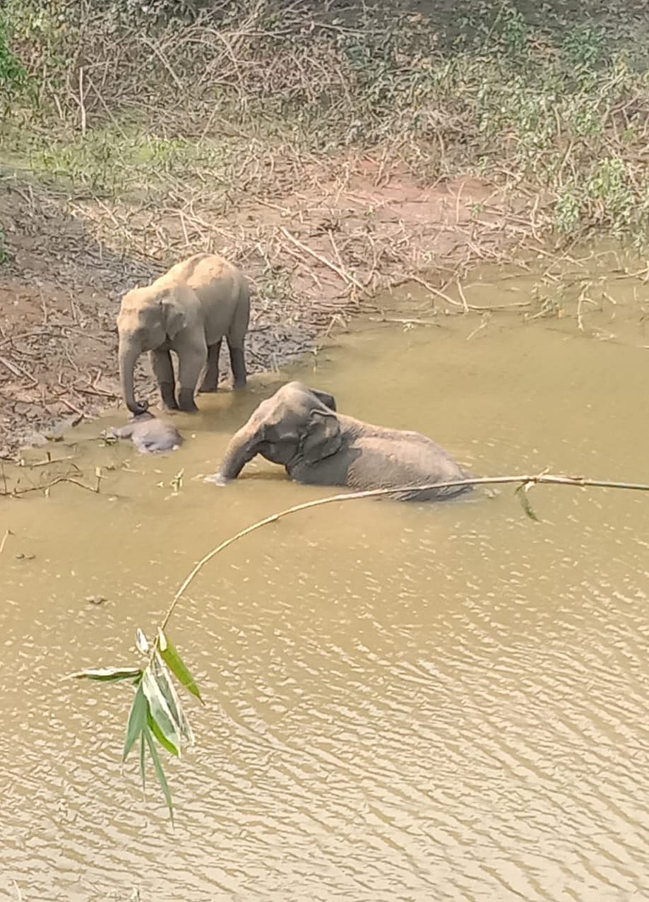 ডোবায় শাবকের মরদেহ, সেখানেই তিন দিন ঠায় দাঁড়িয়ে শোকে কাতর হাতি দম্পতি