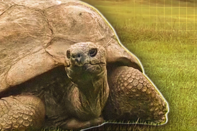 মৃত্যুর গুজব উড়িয়ে দিল বিশ্বের সবচেয়ে বেশি বয়সী কচ্ছপ