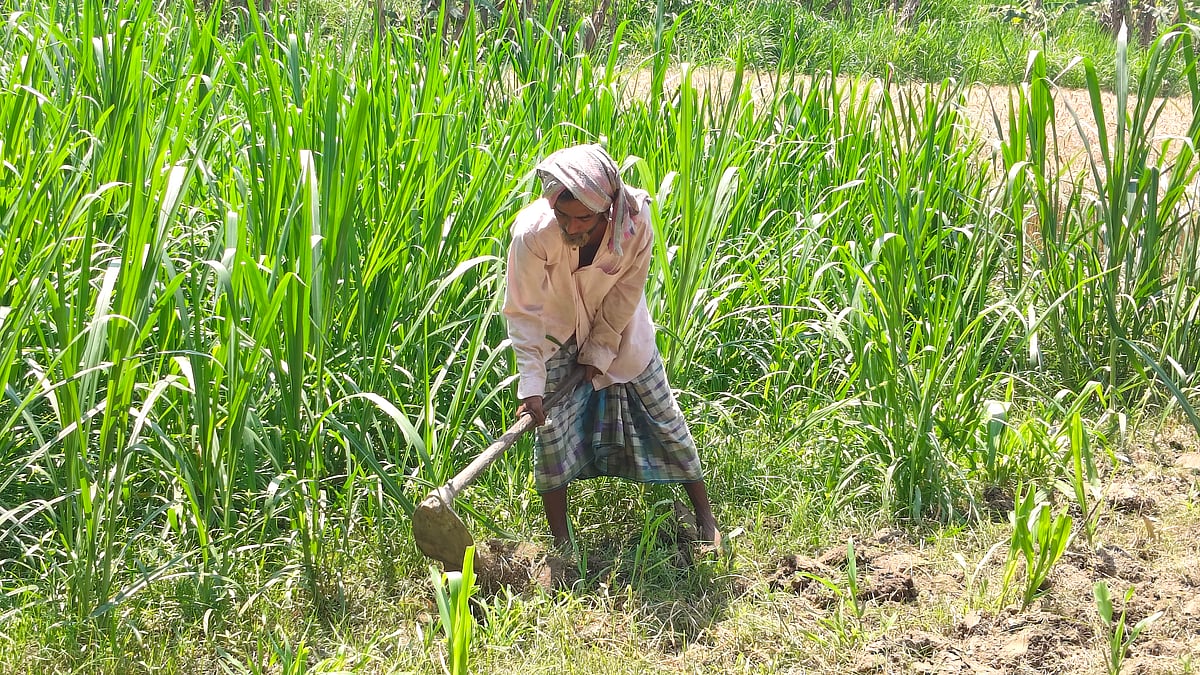 রাজশাহীতে মৌসুমের সর্বোচ্চ ৩৯ দশমিক ৫ ডিগ্রি সেলসিয়াস তাপমাত্রা রেকর্ড