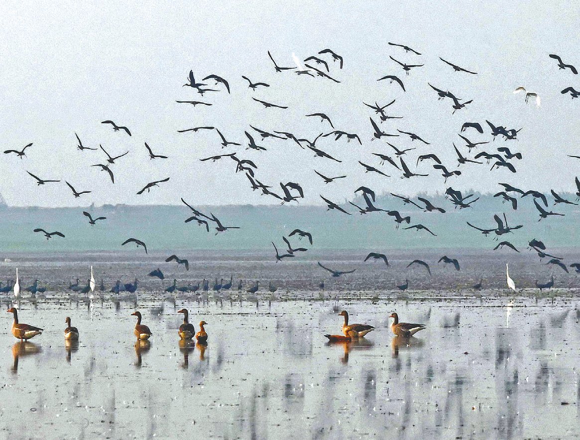 হাকালুকিতে হাজারো পরিযায়ী পাখির দেখা