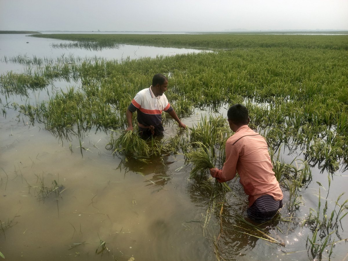 পাকার আগেই জলাবদ্ধতায় ডুবল ধান, হাওরে কৃষকদের হাহাকার | প্রথম আলো