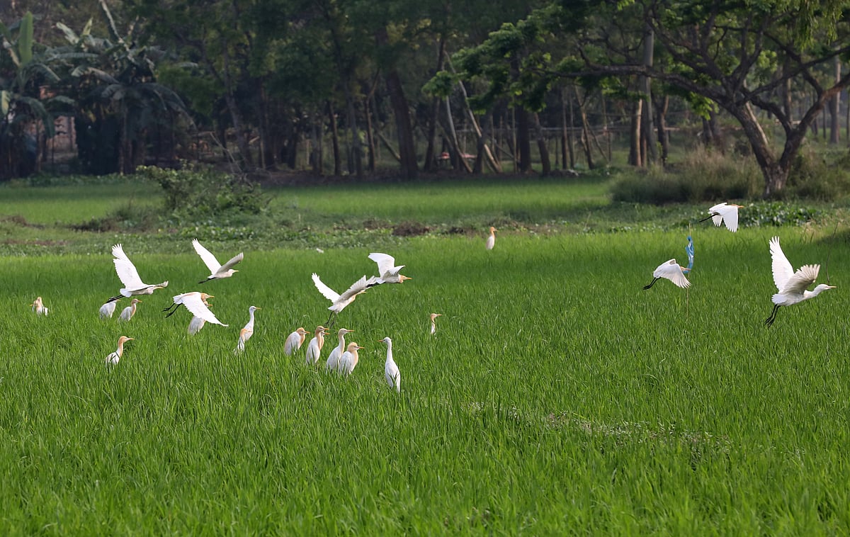 সবুজ খেতে শুভ্র বক