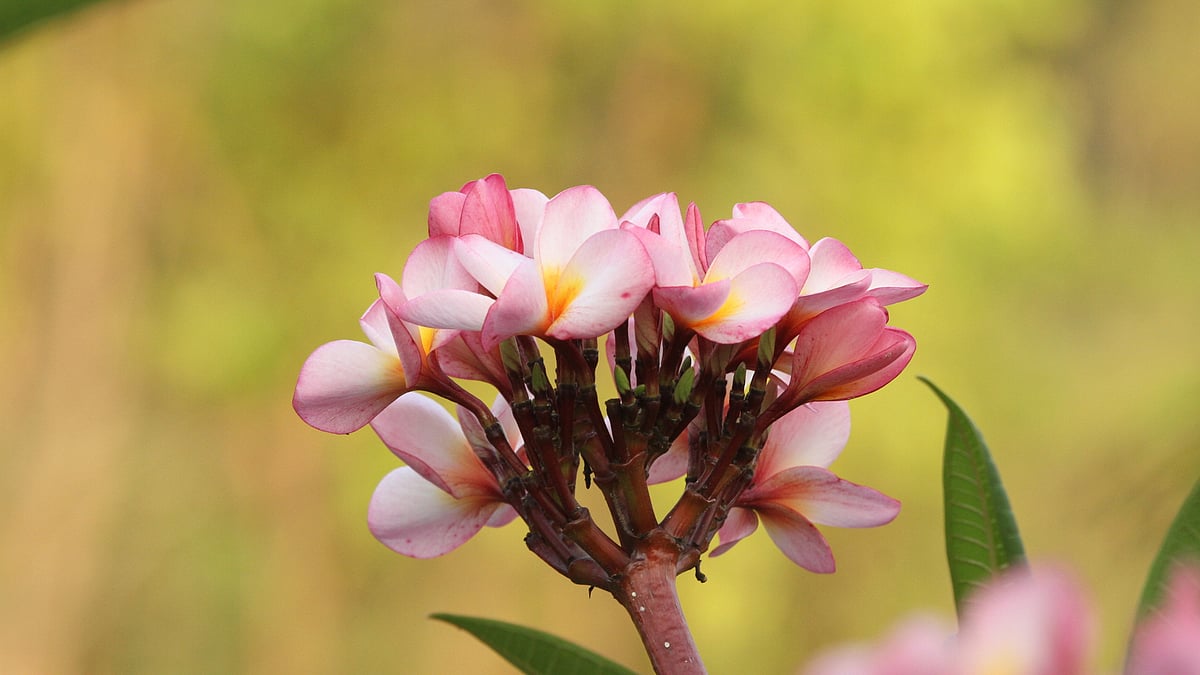 ছবি: সুপ্রিয় চাকমা