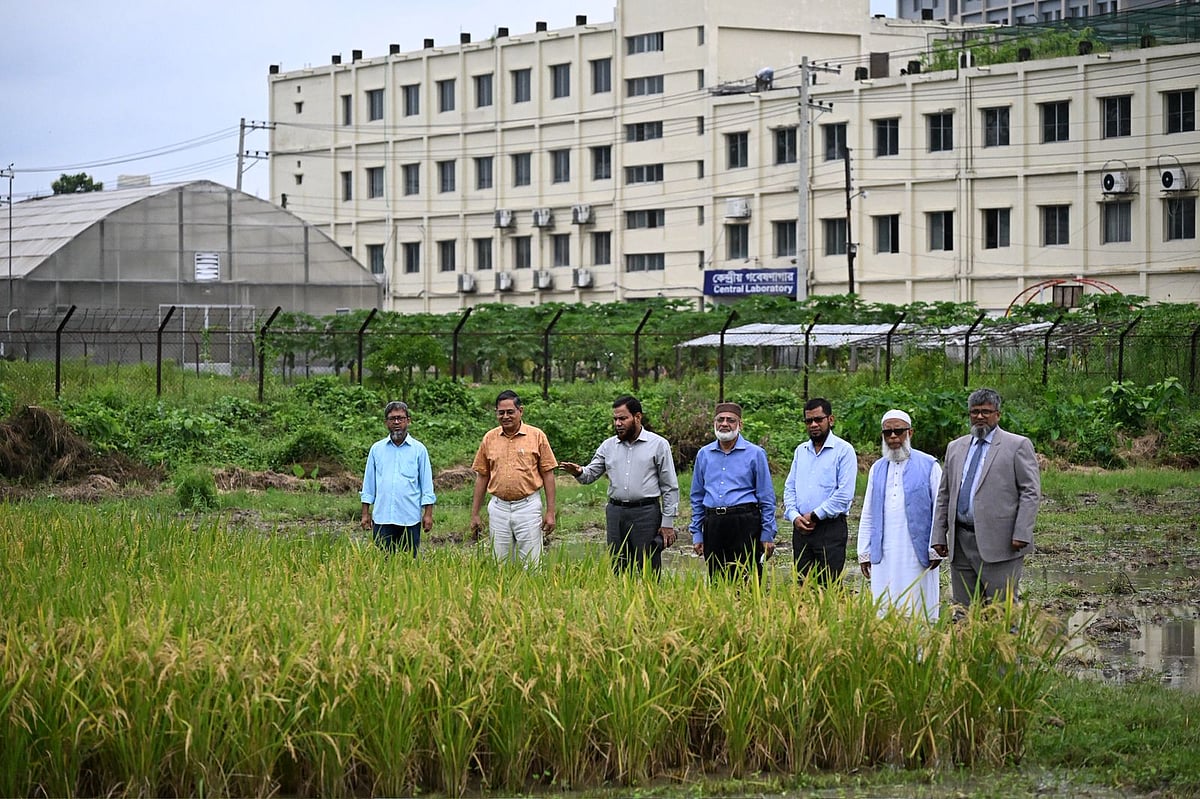 গাজীপুর কৃষি বিশ্ববিদ্যালয়ের নতুন জাতের ধান উদ্ভাবন
