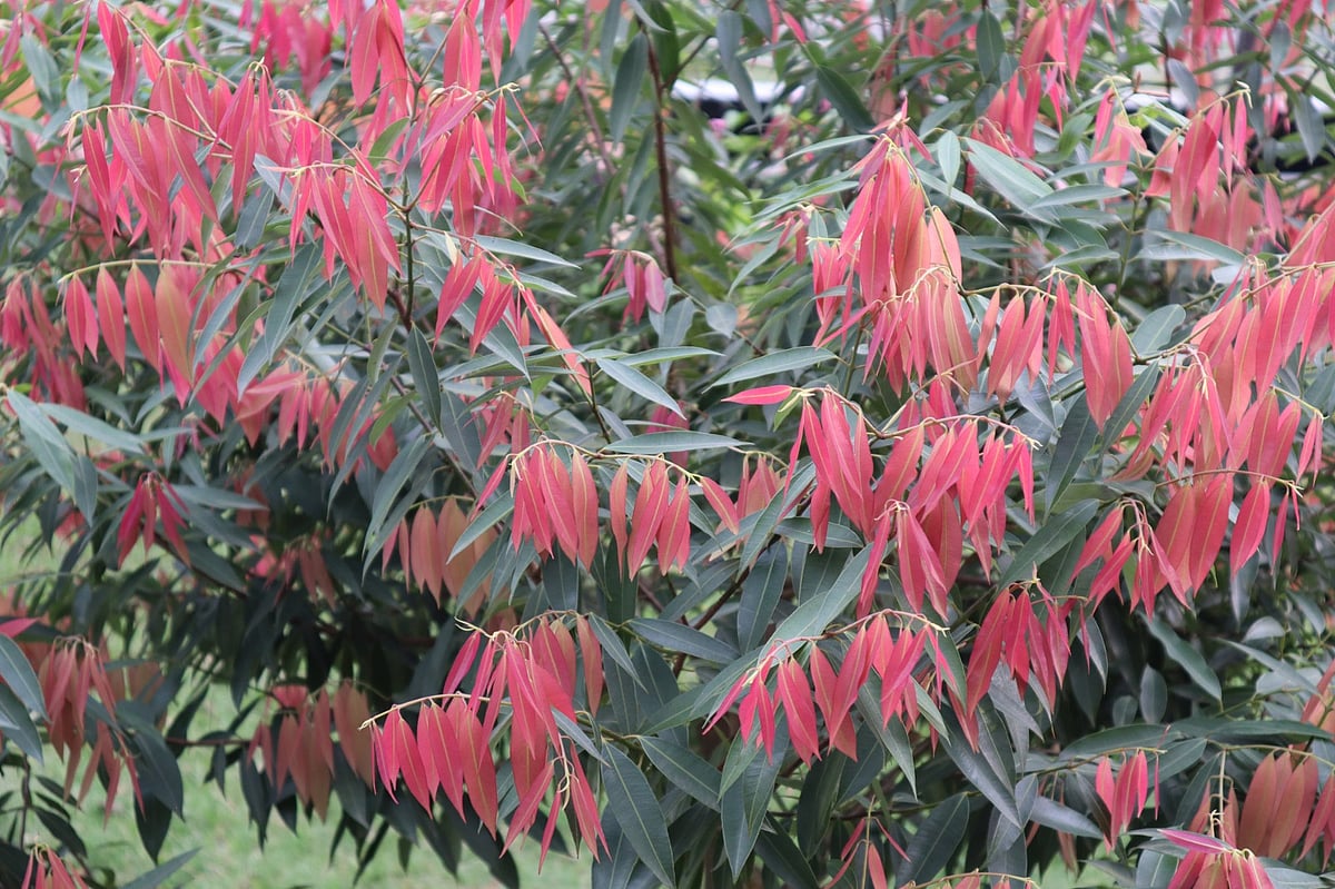 বৃষ্টির ছোঁয়ায় গাছে গাছে জেগেছে নতুন পাতা