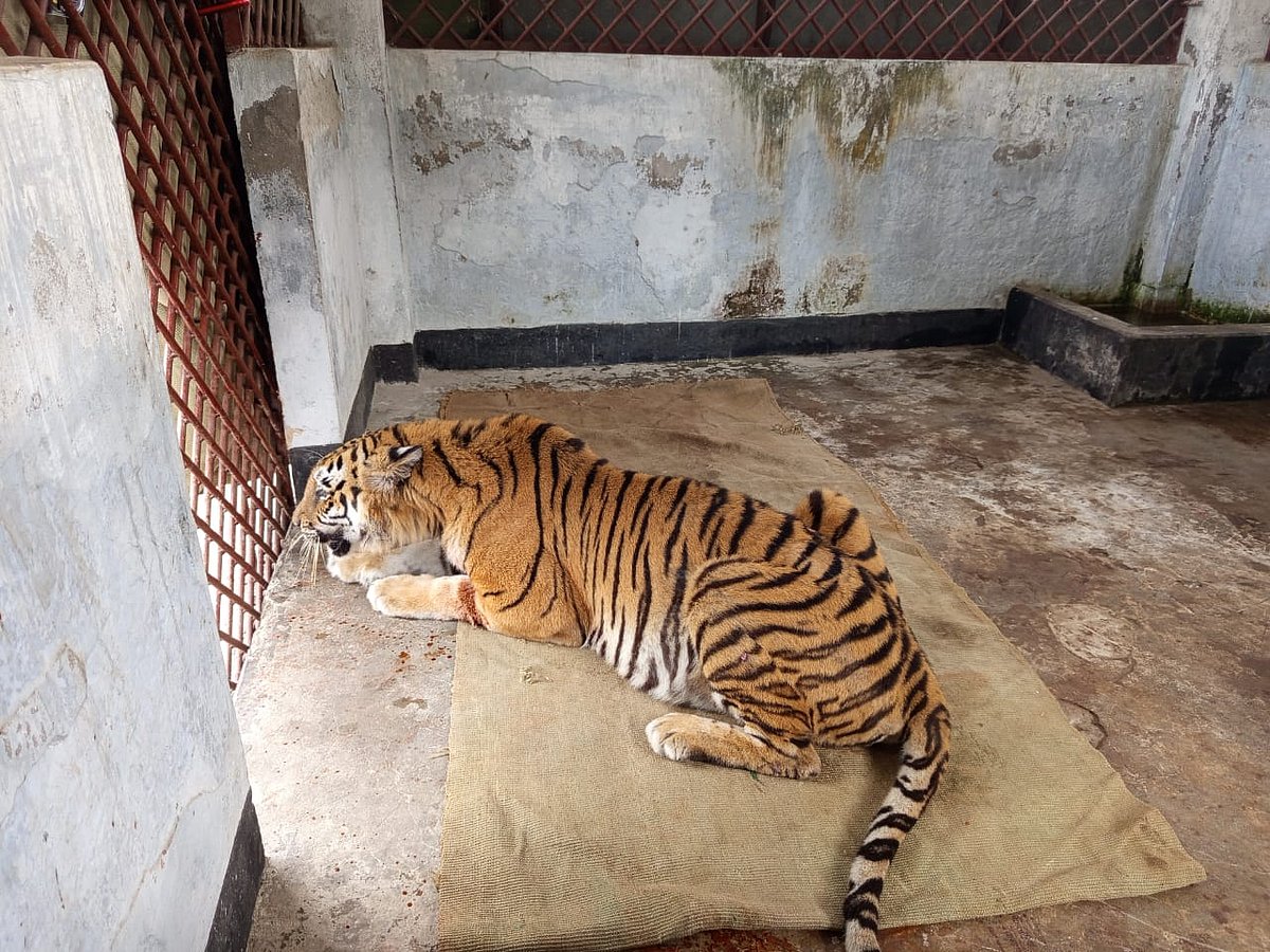শিকারির পাতা ফাঁদ থেকে উদ্ধার বাঘিনীটি কেমন আছে? কবে অবমুক্ত করা হতে পারে