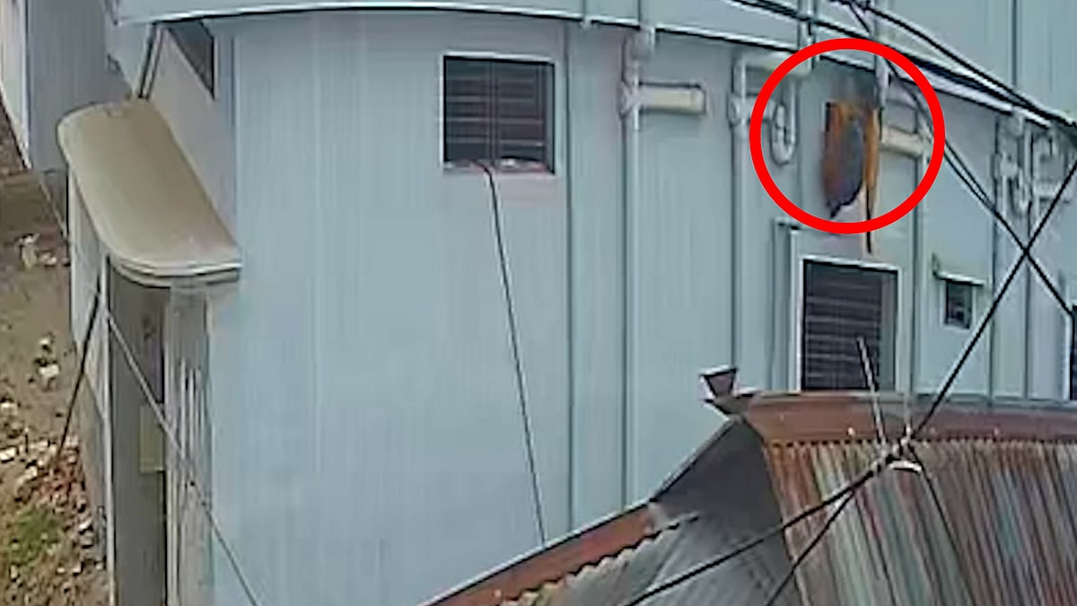 অভিনব কৌশলে বাসায় ঢুকে চুরি, ধরা পড়ল সিসিটিভিতে