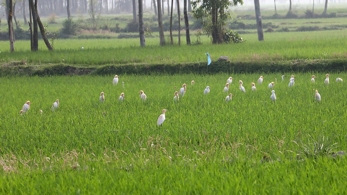 বোরো ধানের খেতে বসে আছে একঝাঁক বক পাখি 