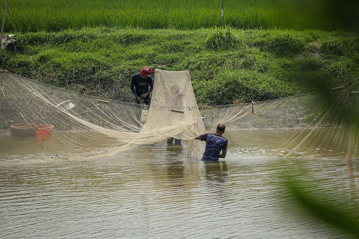 ছবি: সাদ্দাম হোসেন