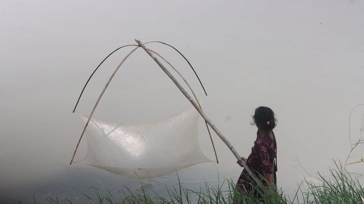 পানি বেড়েছে তিস্তায়, তাই মাছ ধরতে জাল ফেলছে কিশোরী