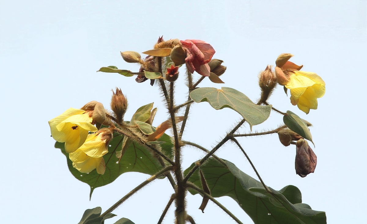 পাহাড়ের ঢালে দেখা পাওয়া যায় এই বনজবা ফুলের 
