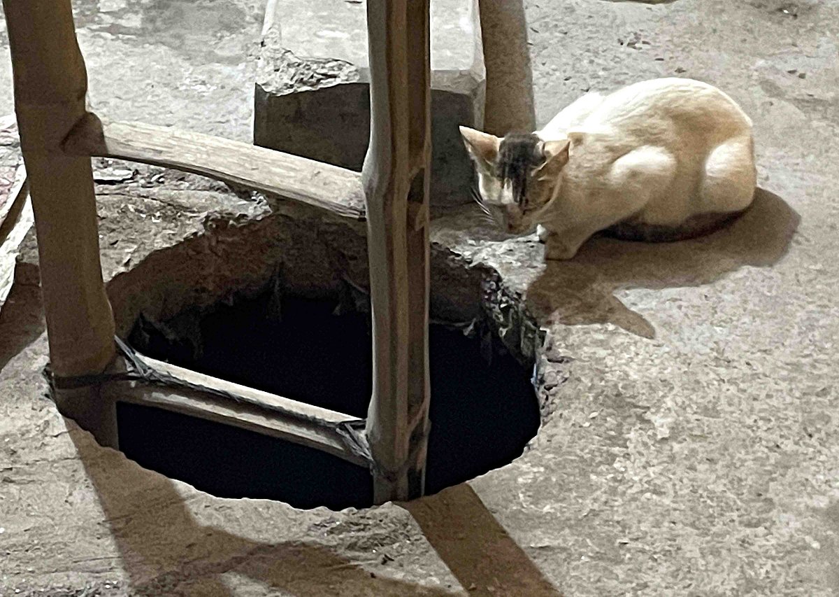 পরিত্যক্ত ট্যাংকিতে পড়ে ছিল ৩ বিড়ালছানা, তিন দিন পর ফিরল মায়ের কাছে