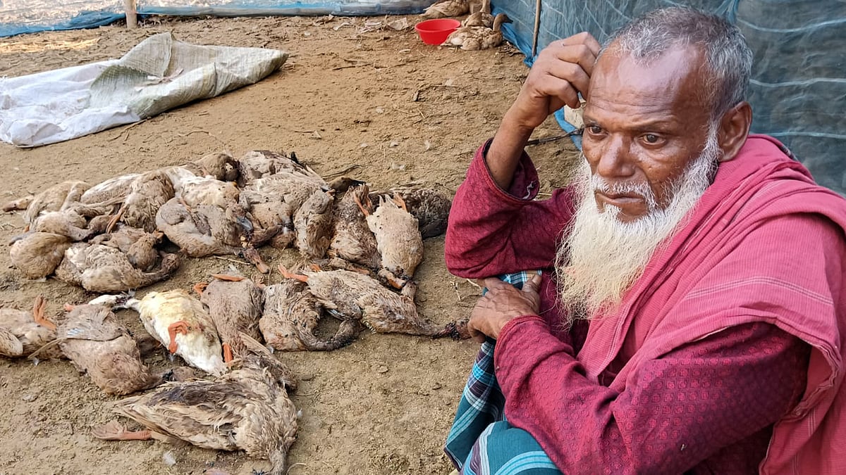 মাছ ধরতে জলাশয়ে বিষ প্রয়োগ, তিন শতাধিক হাঁসের মৃত্যু