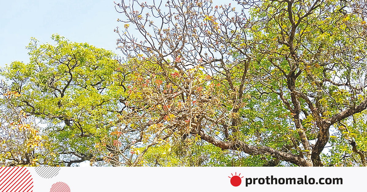 প্রাচীন এক মহুয়াবাগান প্রাচীন এক মহুয়াবাগান