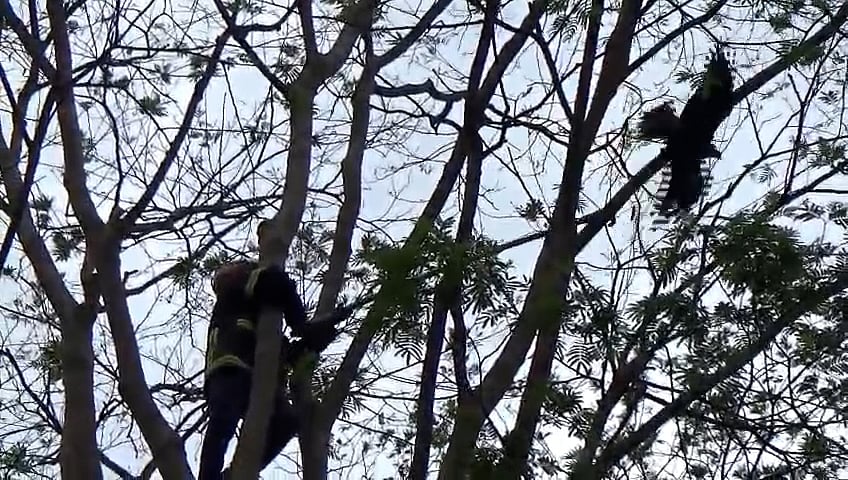 ২৪ ঘণ্টা গাছে আটকা ছিল চিল, ফায়ার সার্ভিসের চেষ্টায় উদ্ধার