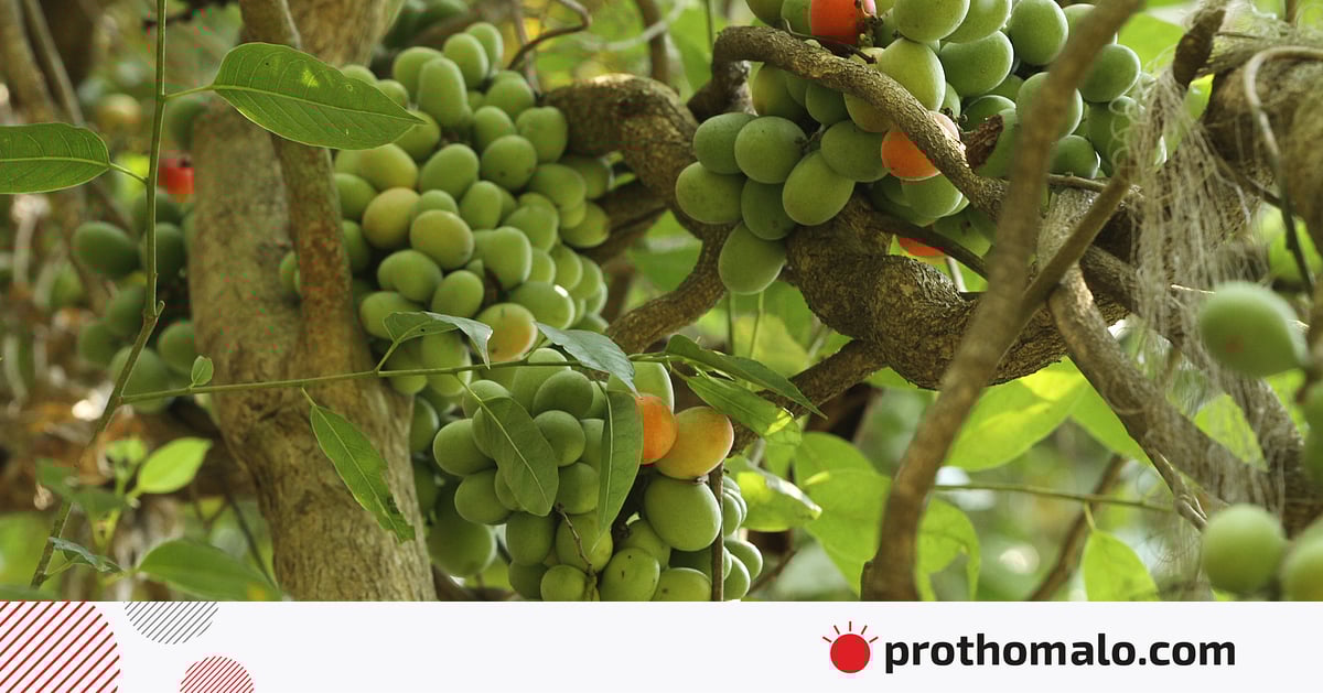 বেগেনাছড়ির বনে ভেষজ গাছ বেগেনাছড়ির বনে ভেষজ গাছ