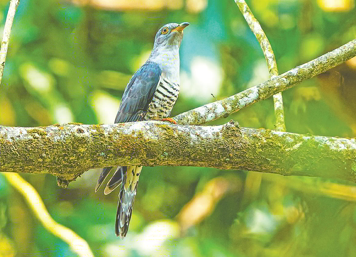 বিরল গায়ক কোকিলের দেখা