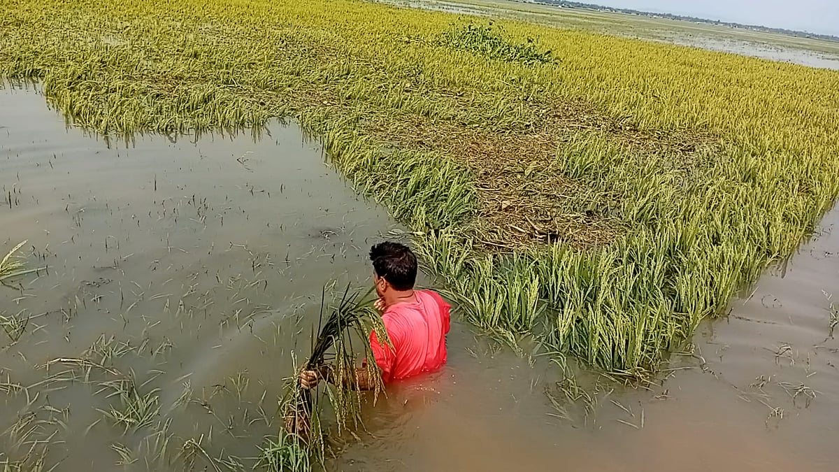 পাহাড়ি ঢলে তলিয়ে গেছে মৌলভীবাজারের ধানখেত
