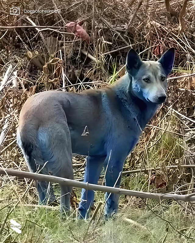 এত বছর পরেও সেখানে নীল কুকুর জন্মায় চেরনোবিলের তেজস্ক্রিয়তার প্রভাবে 