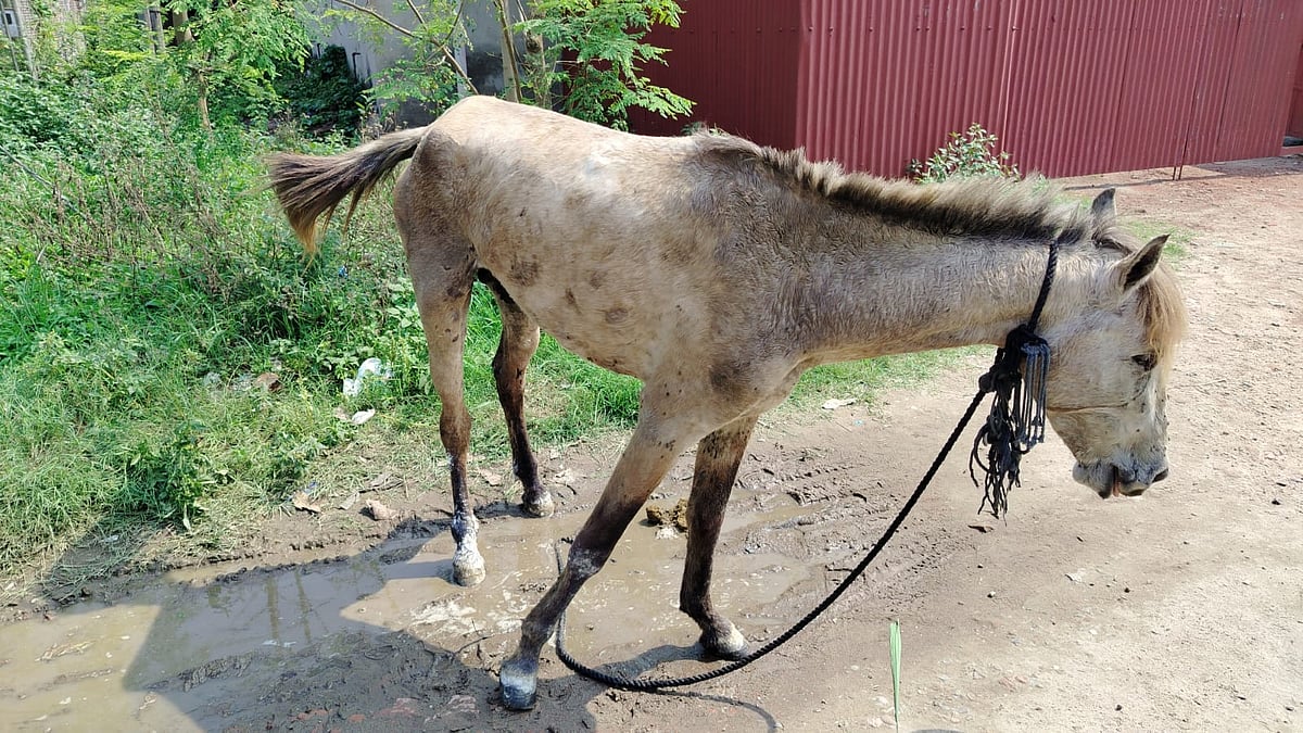 গজারিয়ায় পরিত্যক্ত ঘরে ১২ ঘোড়া জবাই, মাংস ও একটি জীবিত ঘোড়া উদ্ধার