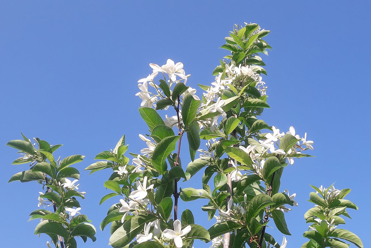মনু নদের পাড়ে ‘বসন্তের জয় ঘোষণা করছে’ যে ফুল