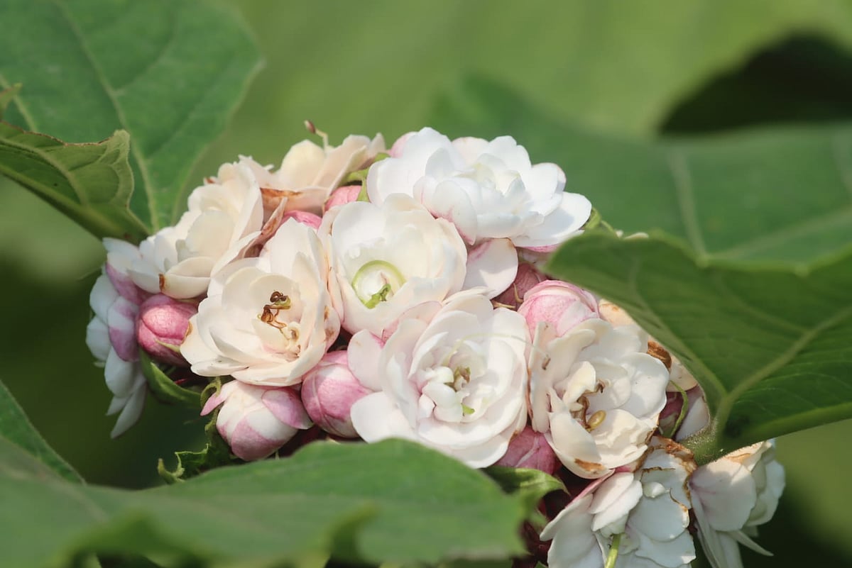 রোকেয়া স্মৃতিকেন্দ্রে ফুলের সমাহার