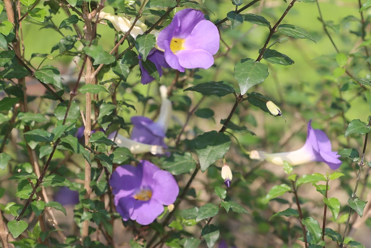 গাছের পাতার ফাঁকে ফুটে আছে নীলঘণ্টা।