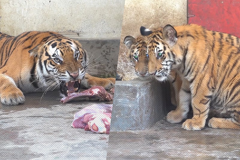 রংপুর চিড়িয়াখানায় সুস্থ হয়ে ফিরেছে টাইগার শাবক ‘রাজা’ ও ‘রানি’