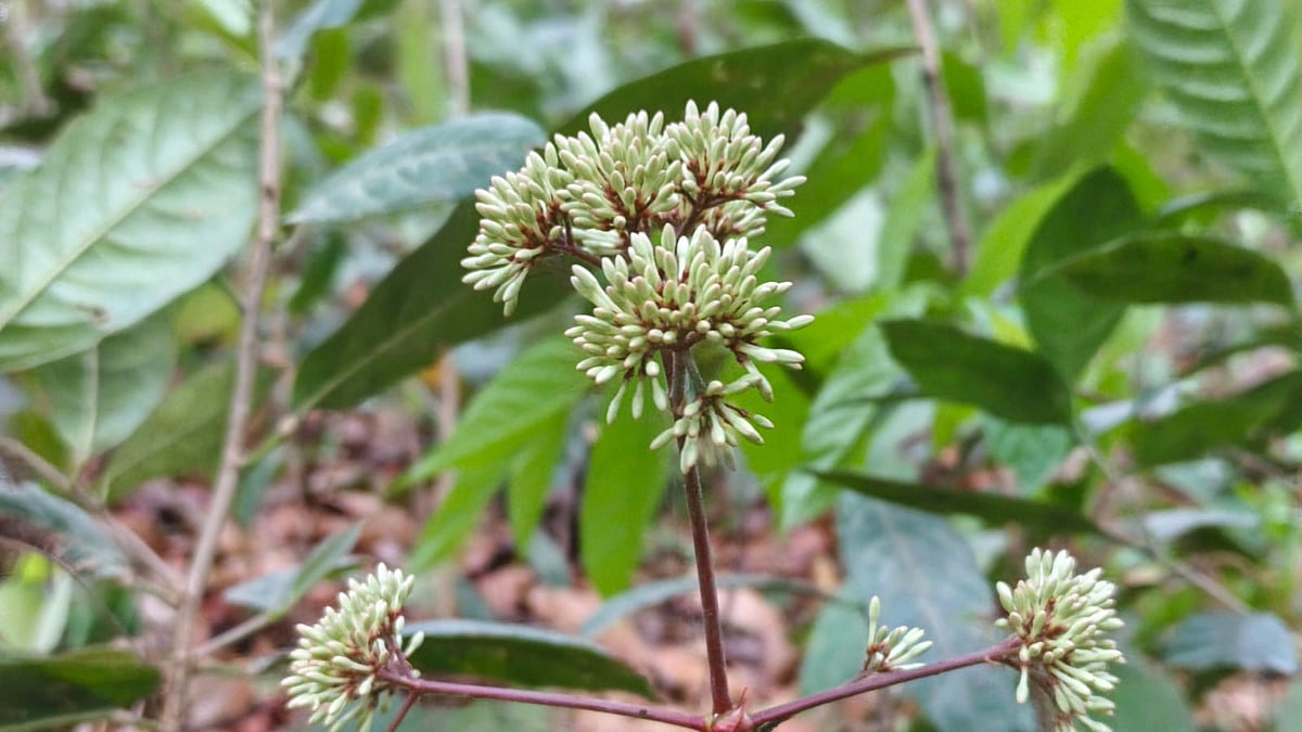 ভাতজোড়া ফুল। পাহাড়ে বিঝু ফুল নামে পরিচিত। পাহাড়ের বর্ষবিদায় ও বরণের উৎসব বিঝুর (চাকমা ভাষায়) সময় ফোটে, তাই বিঝু ফুল নামে ডাকা হয়