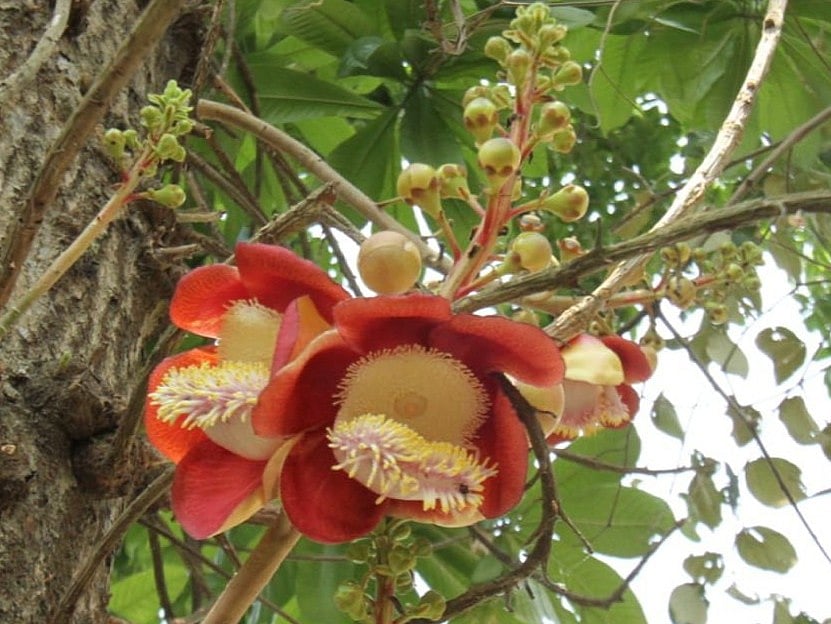 পাহাড়ে বসন্তের বিদায়বেলায় ফুলের রাজত্ব