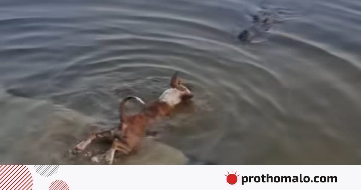 কুকুরকে কুমিরের সামনে ফেলা হয়েছিল? ভাইরাল ভিডিও নিয়ে নানামুখী প্রতিক্রিয়া কুকুরকে কুমিরের সামনে ফেলা হয়েছিল? ভাইরাল ভিডিও নিয়ে নানামুখী প্রতিক্রিয়া