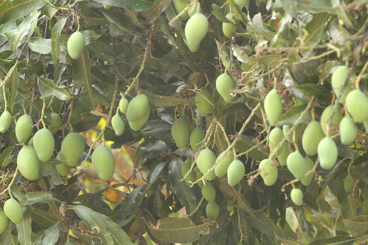 ছবি: সুপ্রিয় চাকমা 
