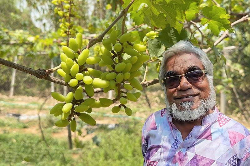 বাণিজ্যিকভাবে আঙুর চাষ করে সফল গাজীপুরের রোকনুজ্জামান