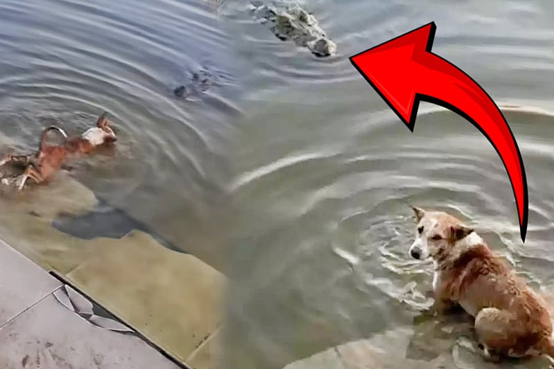 দিঘির ঘাটে কুকুরকে ধরে নিল কুমির, কী ঘটেছিল সেদিন?