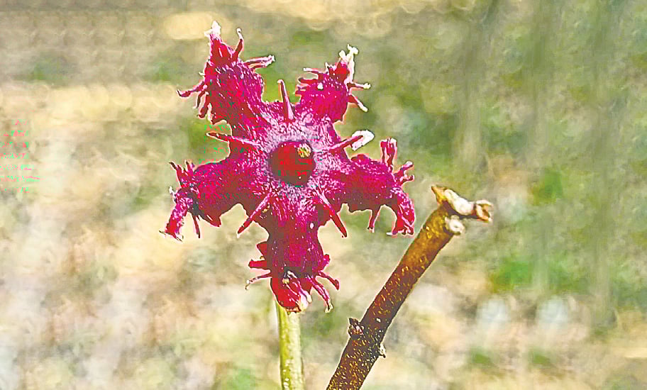 রক্তলাল রক্তন ফুল