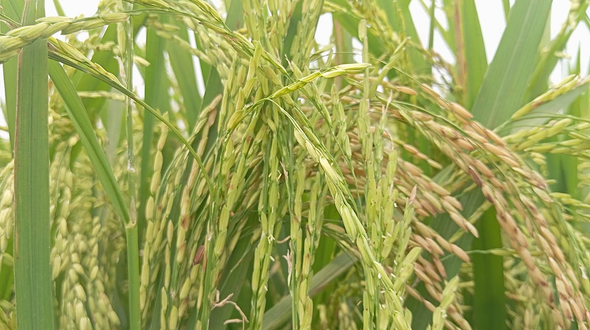 একই গোছায় বিভিন্ন জাতের ধান, কিশোরগঞ্জের হাওরে কৃষকদের মাথায় হাত