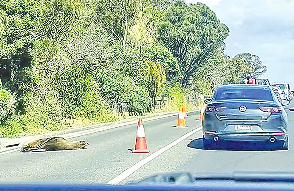 রাস্তা আটকাল ঘুমকাতুরে সিল