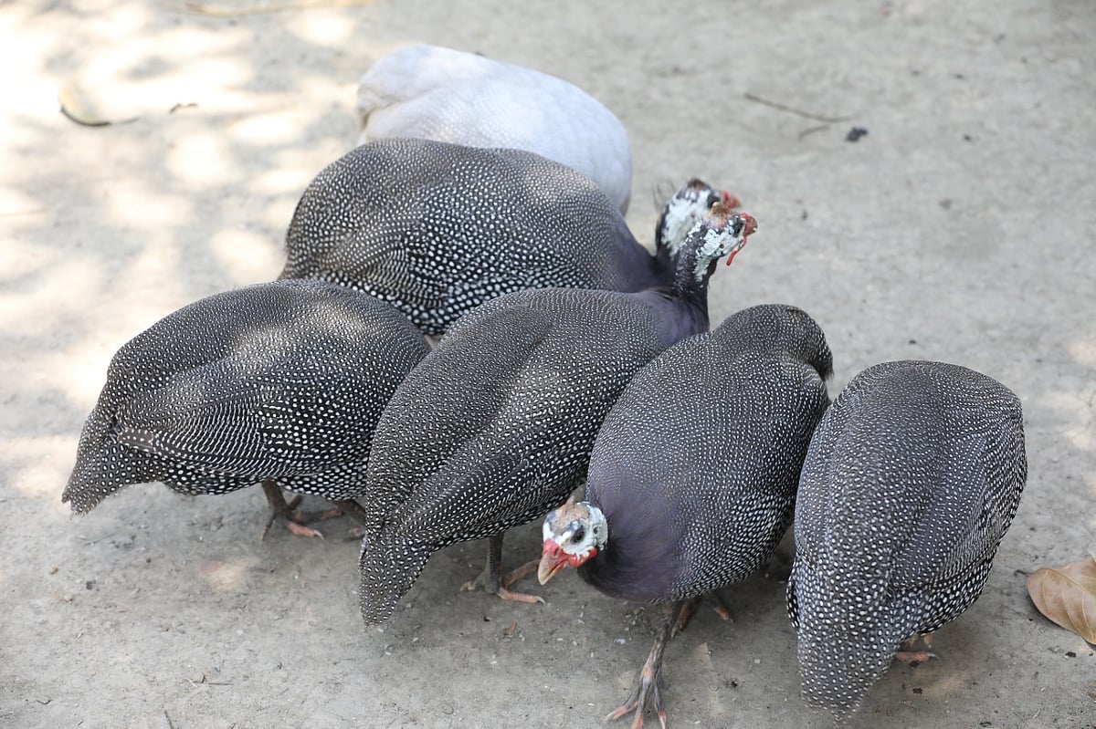 একঝলক (১২ এপ্রিল ২০২৬)