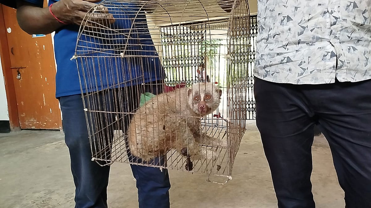 চুনারুঘাটে লোকালয় থেকে বিপন্ন লজ্জাবতী বানর উদ্ধার