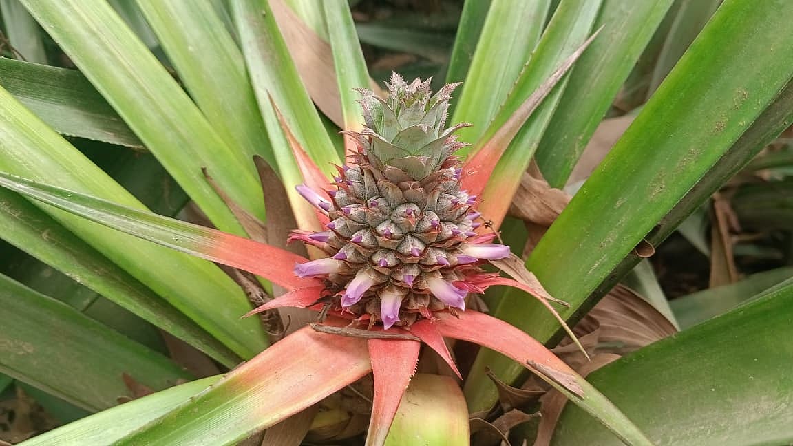 ছবি: মোস্তাফিজুর রহমান