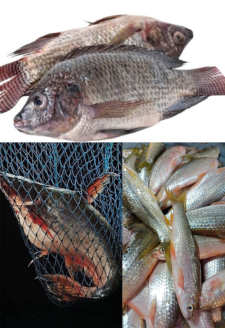 ইলিশ কি খেতেই হবে? জেনে নিন বাজারের সবচেয়ে সুলভ ৫টি মাছের অনন্য পুষ্টিগুণ ও রান্নার টিপস