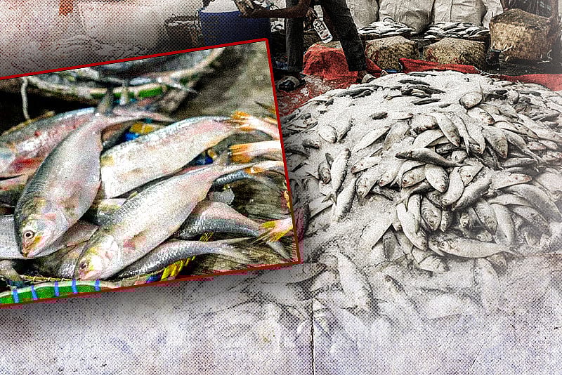 উৎপাদন কমছে, দাম বাড়ছে জাতীয় মাছ ইলিশের