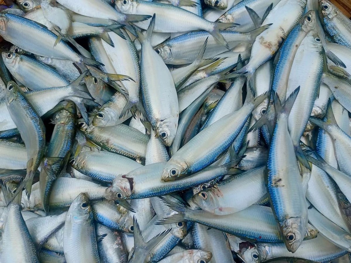 পান্তায় ইলিশের বদলে চাপিলা-ফাইস্যা