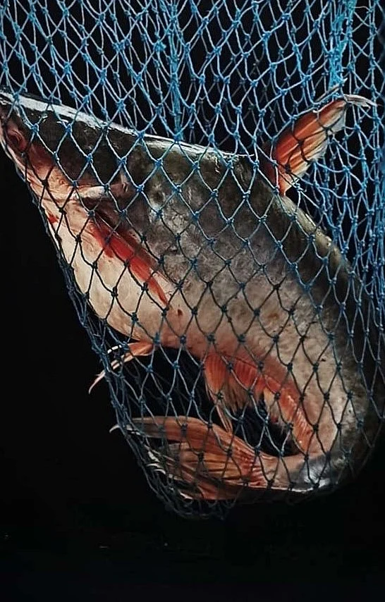 সবচেয়ে সুলভ ও পুষ্টিকর মাছের মধ্যে আছে পাঙাশ