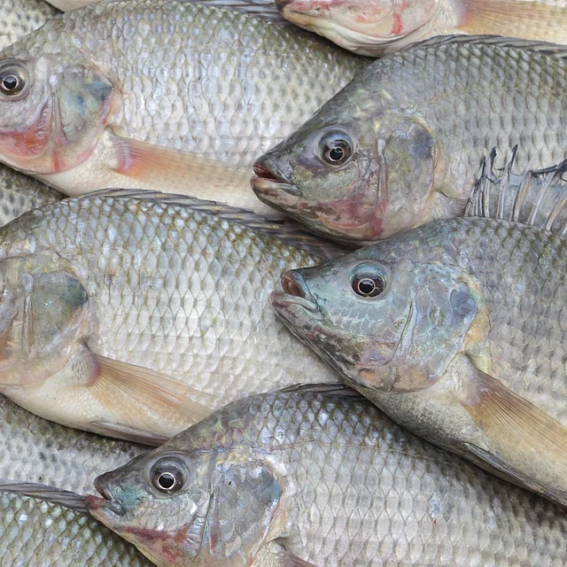 একে নাইল তেলাপিয়াও বলা হয়। কাটা বেশি তেলাপিয়ার চেয়ে