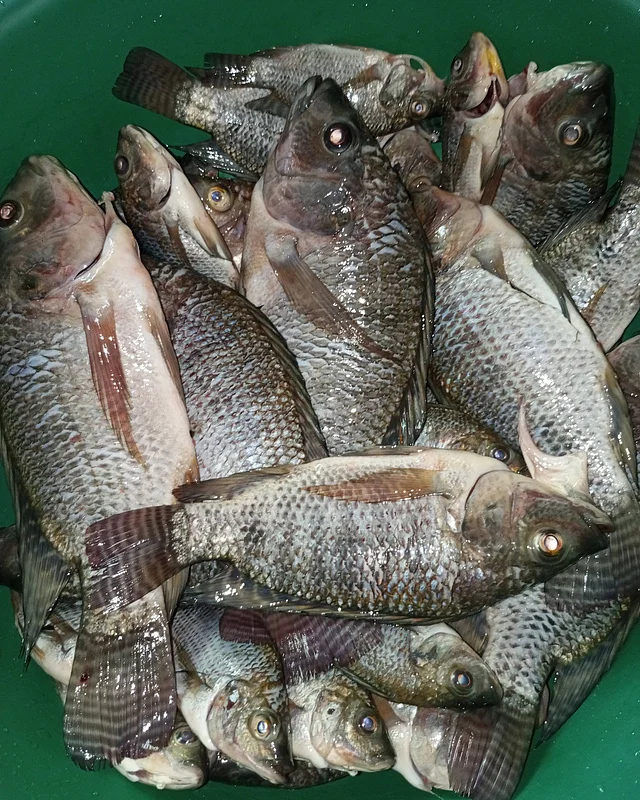 তেলাপিয়া মাছ খুবই পুষ্টিকর